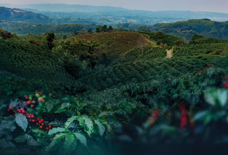 Whistling Woods - Coffee and pepper plantation estate in Balupet, Sakleshpur