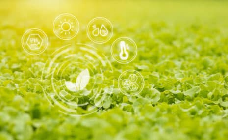 Sustainable Farming Practices in Sakleshpur: A Closer Look