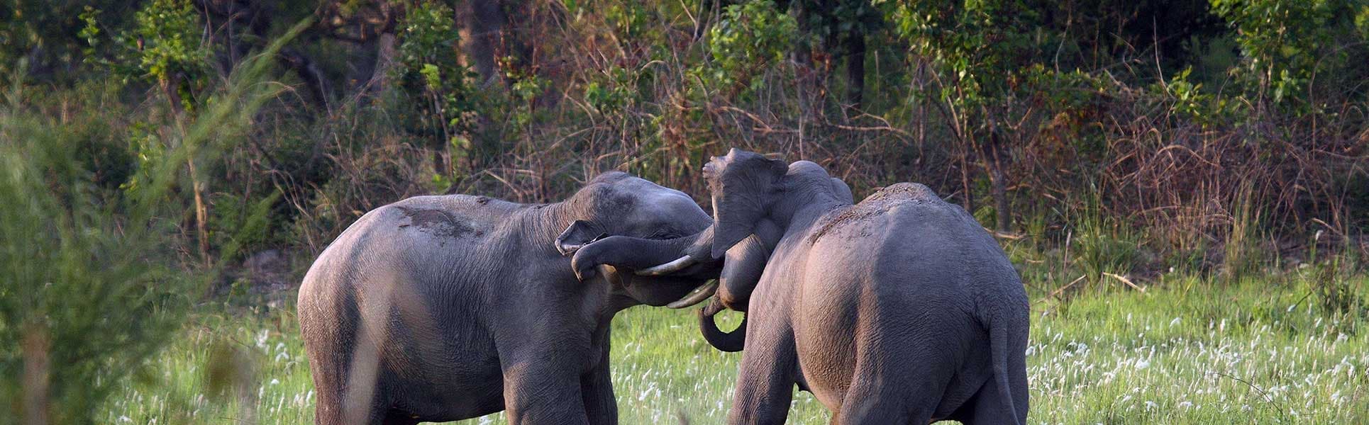 Wildlife Wonders: Spotting Animals and Birds at Farmland in Sakleshpur