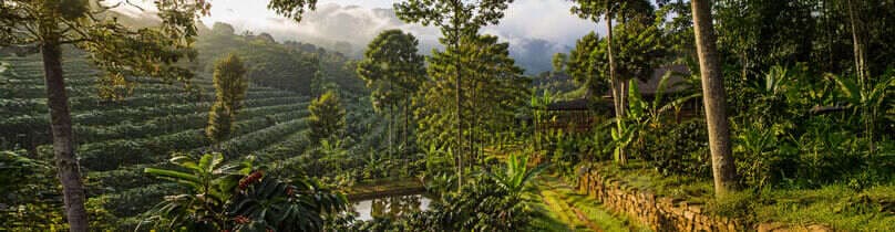Why Tree-Based Farming Is the Future of Land Investment