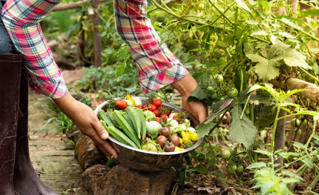 The Benefits of Organic Farming for Health & Sustainability