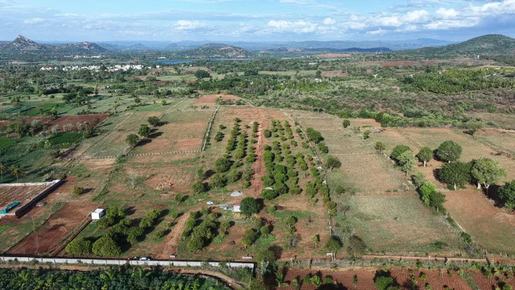 Madilu mango-grove farmland at Chikkamudude, Kanakapura
