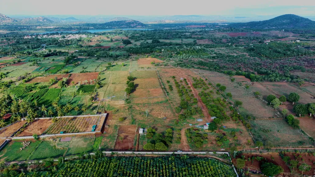 The grove estate at Madilu, Uyyamballi Hobli