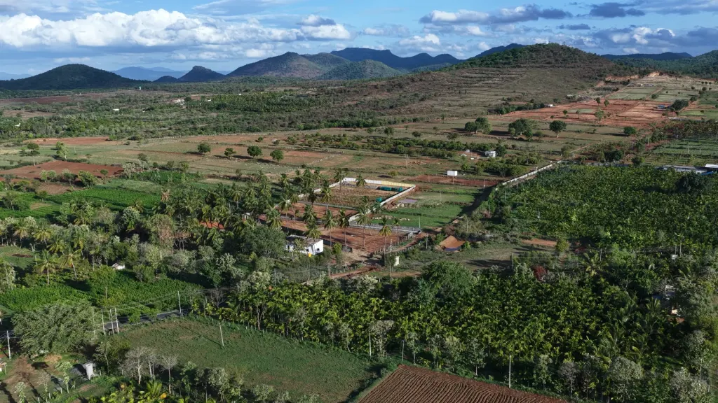 Mango canopy at Madilu managed farmland near Bangalore