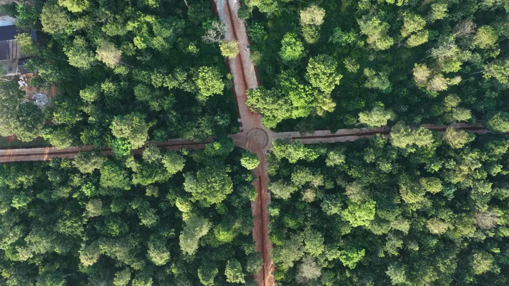 The canopy from above — Rhythm of Soul plantation estate