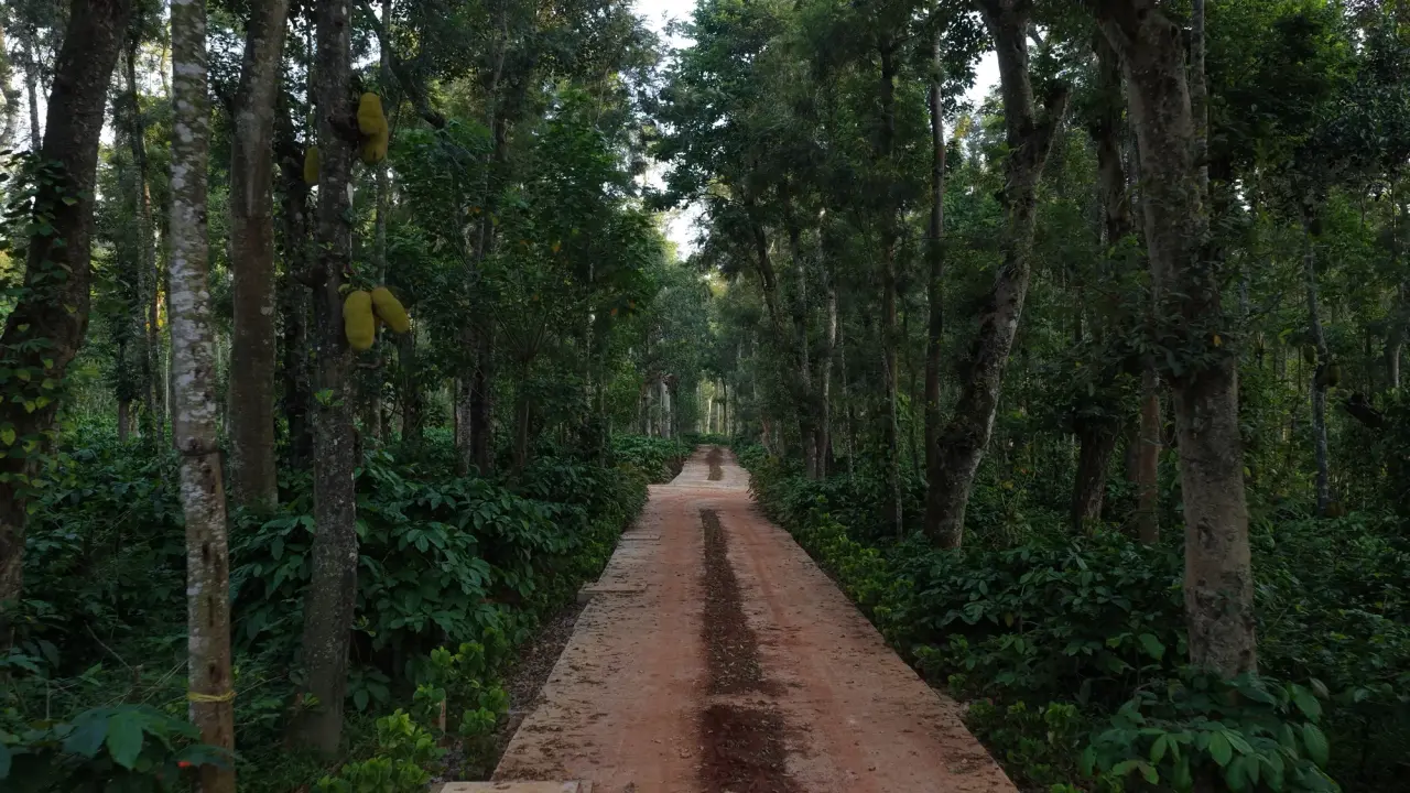 Estate trail through the plantation near Belur taluk