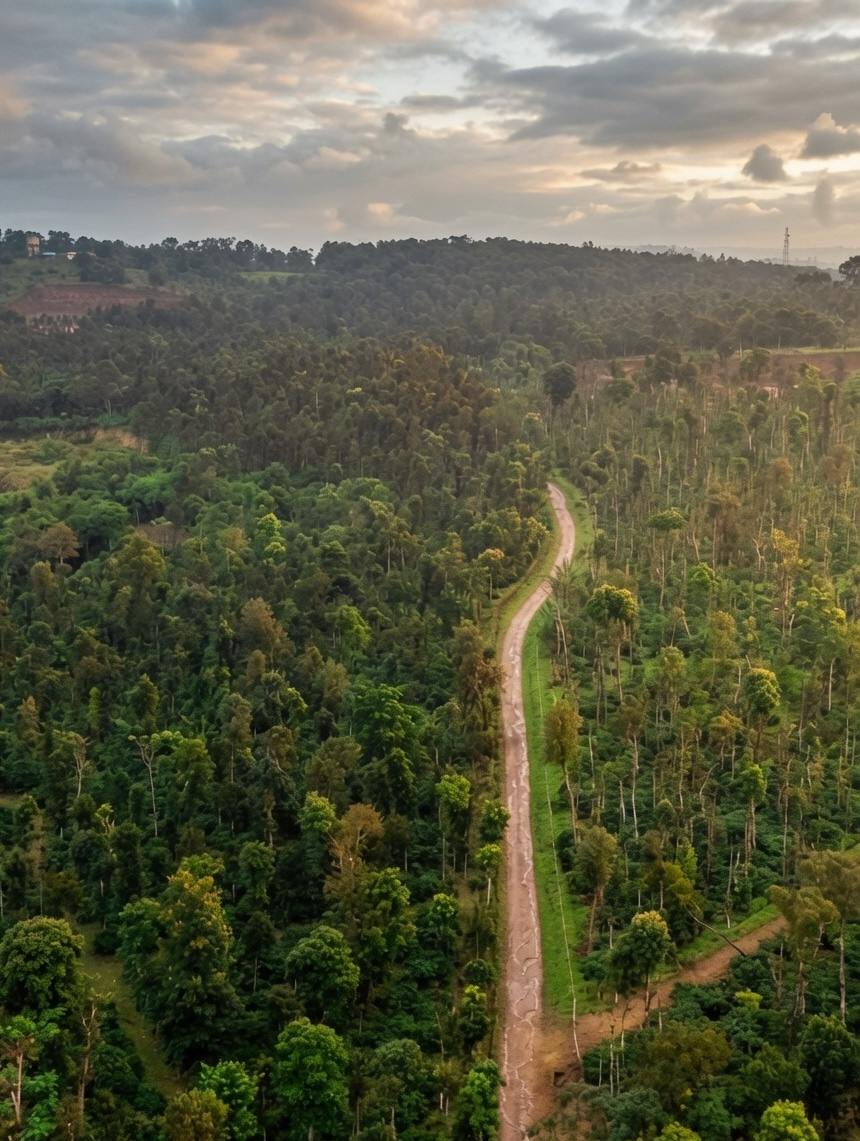 Coffee plantation trees at Whistling Woods farmland, Ballupet